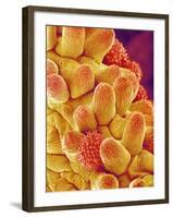 Chrysanthemum petal-Micro Discovery-Framed Photographic Print