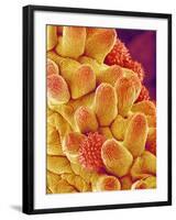 Chrysanthemum petal-Micro Discovery-Framed Photographic Print