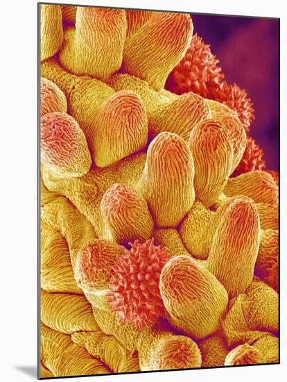 Chrysanthemum petal-Micro Discovery-Mounted Photographic Print