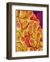 Chrysanthemum petal-Micro Discovery-Framed Photographic Print