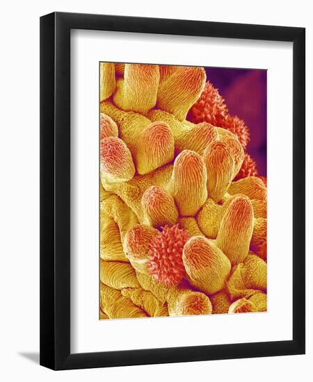 Chrysanthemum petal-Micro Discovery-Framed Photographic Print