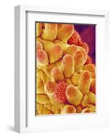 Chrysanthemum petal-Micro Discovery-Framed Photographic Print