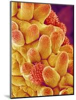 Chrysanthemum petal-Micro Discovery-Mounted Photographic Print