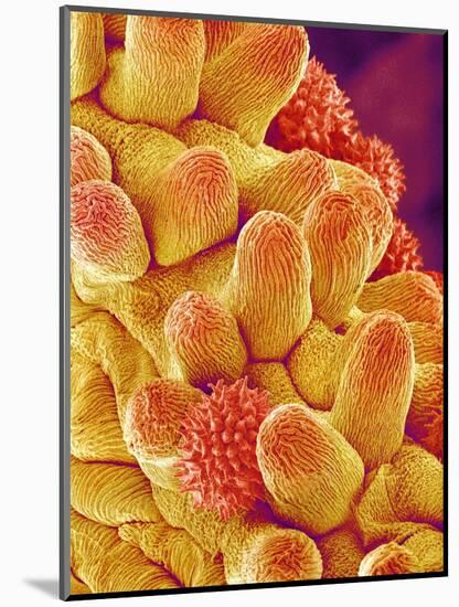 Chrysanthemum petal-Micro Discovery-Mounted Photographic Print