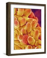 Chrysanthemum petal-Micro Discovery-Framed Photographic Print