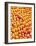 Chrysanthemum petal-Micro Discovery-Framed Photographic Print