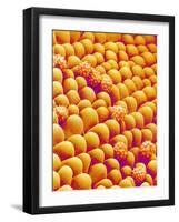 Chrysanthemum petal-Micro Discovery-Framed Photographic Print