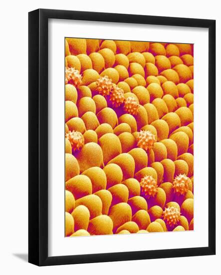 Chrysanthemum petal-Micro Discovery-Framed Photographic Print