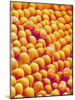 Chrysanthemum petal-Micro Discovery-Mounted Photographic Print