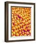 Chrysanthemum petal-Micro Discovery-Framed Photographic Print