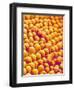 Chrysanthemum petal-Micro Discovery-Framed Photographic Print