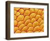 Chrysanthemum petal-Micro Discovery-Framed Photographic Print