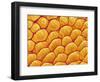 Chrysanthemum petal-Micro Discovery-Framed Photographic Print