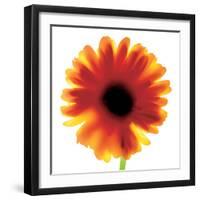 Chrysanthemum Photo I-unknown unknown-Framed Photo