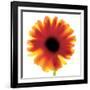 Chrysanthemum Photo I-unknown unknown-Framed Photo