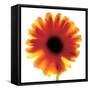 Chrysanthemum Photo I-unknown unknown-Framed Stretched Canvas