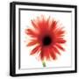 Black Frame