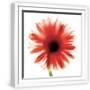 White Frame