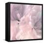 Chrysanthemum Pink Blush I-David Pollard-Framed Stretched Canvas