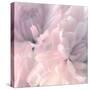 Chrysanthemum Pink Blush I-David Pollard-Stretched Canvas