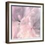 Chrysanthemum Pink Blush I-David Pollard-Framed Art Print