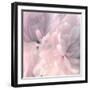 Chrysanthemum Pink Blush I-David Pollard-Framed Art Print