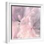 Chrysanthemum Pink Blush I-David Pollard-Framed Art Print