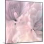 Chrysanthemum Pink Blush I-David Pollard-Mounted Art Print