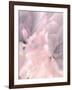 Chrysanthemum Pink Blush II-David Pollard-Framed Art Print