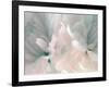 Chrysanthemum Pink & Cyan III-David Pollard-Framed Art Print