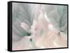 Chrysanthemum Pink & Cyan III-David Pollard-Framed Stretched Canvas