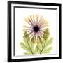 Chrysanthemum Pop-Albert Koetsier-Framed Photographic Print