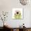 Chrysanthemum Pop-Albert Koetsier-Photographic Print displayed on a wall