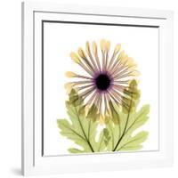 Chrysanthemum Pop-Albert Koetsier-Framed Photographic Print