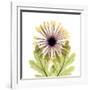 Chrysanthemum Pop-Albert Koetsier-Framed Photographic Print