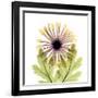 Chrysanthemum Pop-Albert Koetsier-Framed Photographic Print