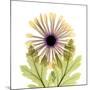 Chrysanthemum Pop-Albert Koetsier-Mounted Photographic Print