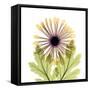 Chrysanthemum Pop-Albert Koetsier-Framed Stretched Canvas