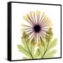 Chrysanthemum Pop-Albert Koetsier-Framed Stretched Canvas