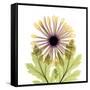 Chrysanthemum Pop-Albert Koetsier-Framed Stretched Canvas