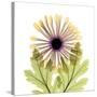 Chrysanthemum Pop-Albert Koetsier-Stretched Canvas