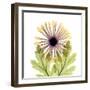 Chrysanthemum Pop-Albert Koetsier-Framed Photographic Print