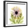 Chrysanthemum Pop-Albert Koetsier-Framed Photographic Print