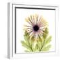 Chrysanthemum Pop-Albert Koetsier-Framed Photographic Print