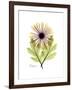 Chrysanthemum Portrait-Albert Koetsier-Framed Premium Giclee Print