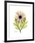 Chrysanthemum Portrait-Albert Koetsier-Framed Premium Giclee Print