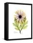 Chrysanthemum Portrait-Albert Koetsier-Framed Stretched Canvas