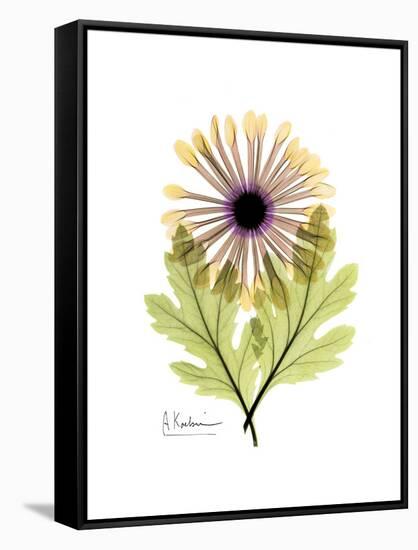 Chrysanthemum Portrait-Albert Koetsier-Framed Stretched Canvas