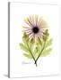 Chrysanthemum Portrait-Albert Koetsier-Stretched Canvas