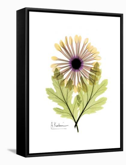 Chrysanthemum Portrait-Albert Koetsier-Framed Stretched Canvas